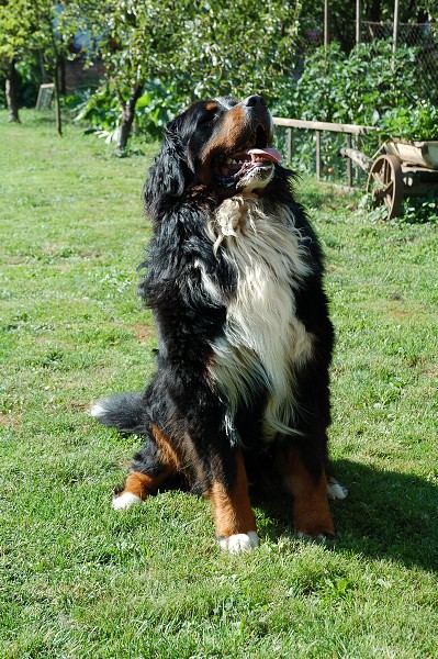 Štěňátka z Dobročkovic