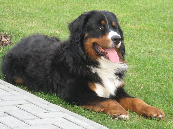 Bond Black Tara