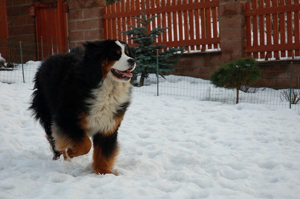 Athletic Star