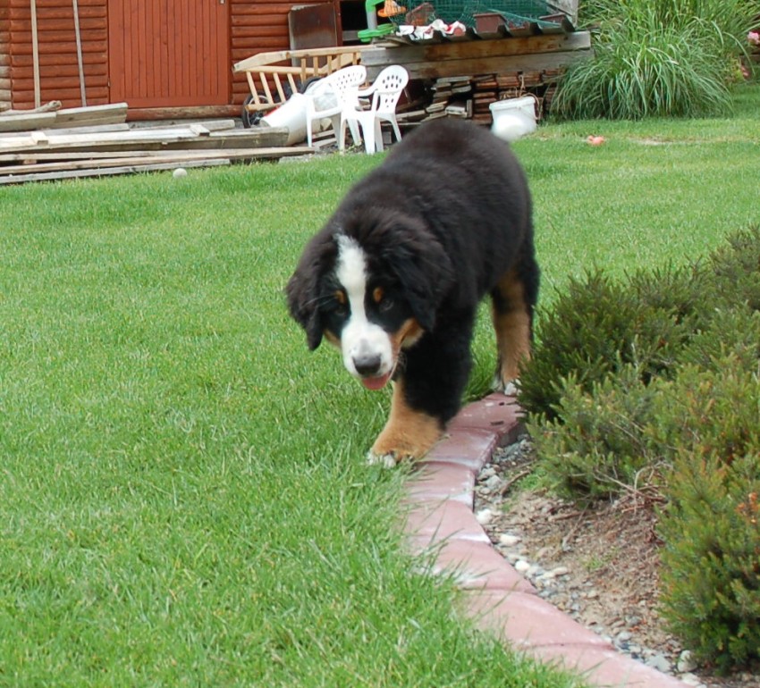Desert Rose 3 months