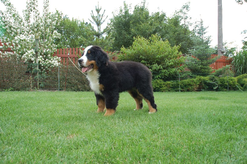 Desert Rose 3 months