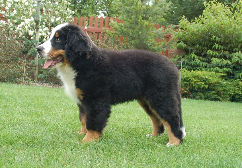 Desert Rose 3 months