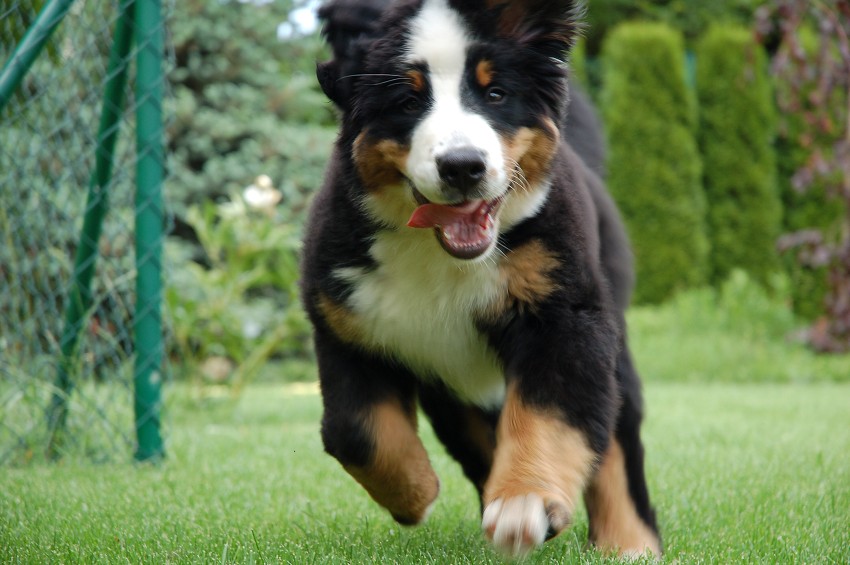 Desert Rose 3 months