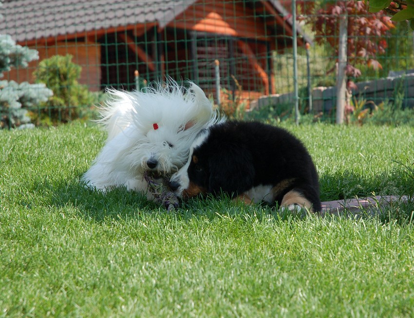Na zahradě