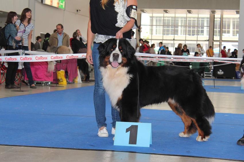 CACIB BRNO