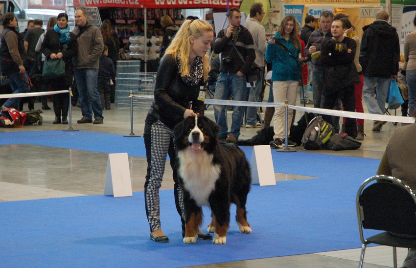 NVP Brno