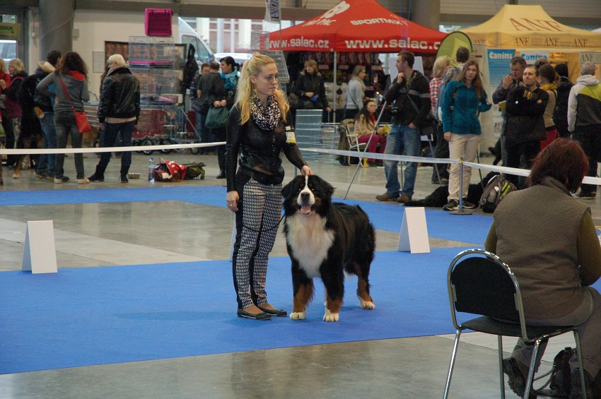 NVP Brno