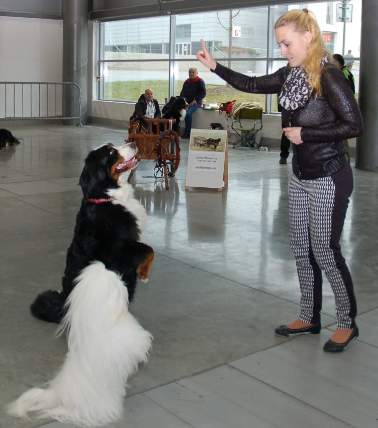 NVP Brno
